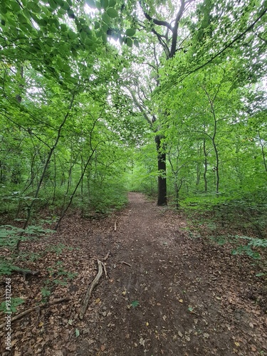 nature path in the Plänterwald Forest in Berlin Treptow/Köpenick