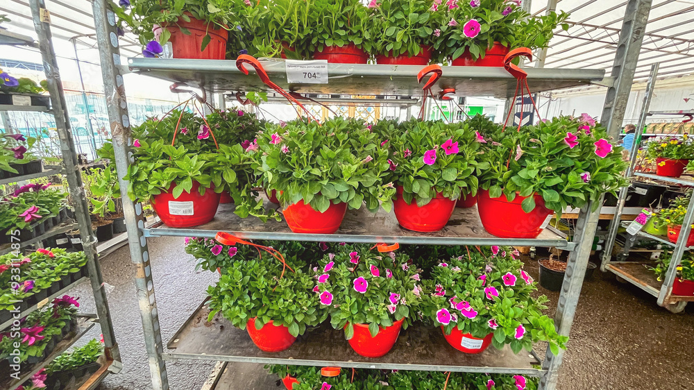 Obraz premium Moscow May 15, 2024, Potted flowers on a shelf in the garden center. Garden center seasonal sale of plants. Garden center with green plants.