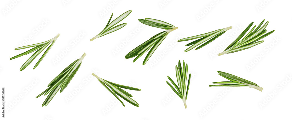 Falling rosemary leaves isolated on white background Falling rosemary leaves isolated on white background