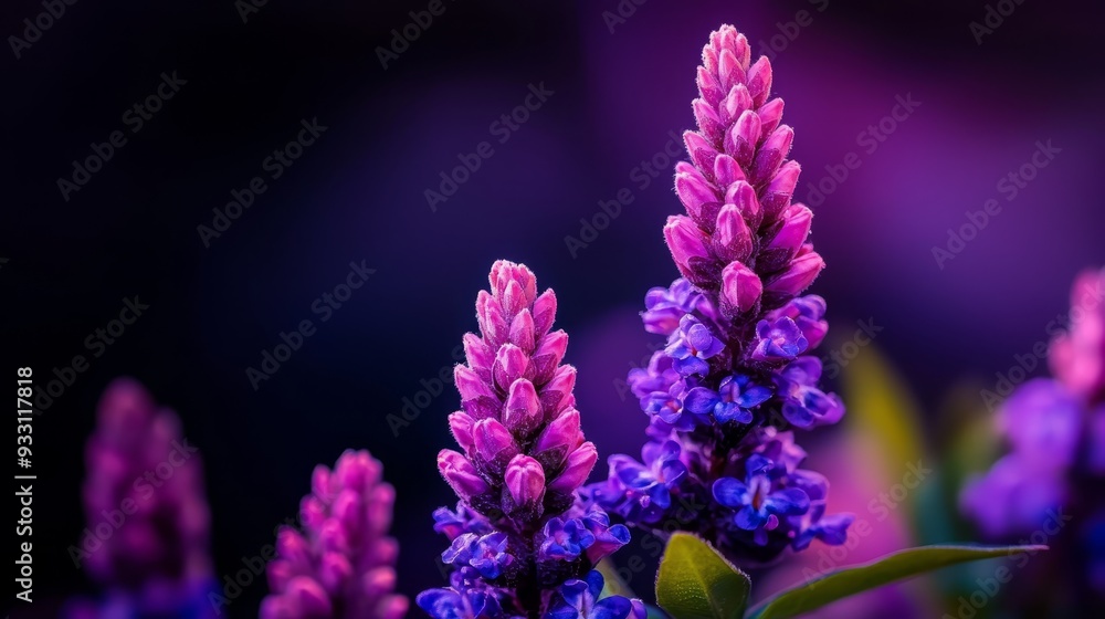 A tight shot of a flower bunch with a blurred foreground of more flowers A tight shot of a flower bunch with a blurred foreground of more flowers