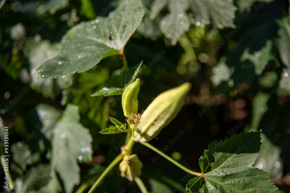 Obraz premium Closeup shot of Okra growing from flowers in an okra field, Ladyfingers cultivation in a rural farm, Fresh Bhindi produce in a rural area
