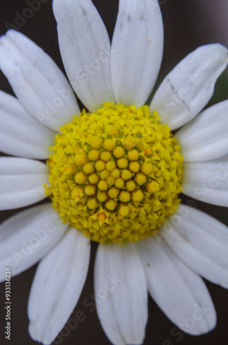 daisy flower closeup