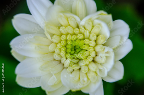 white chrysanthemum flower