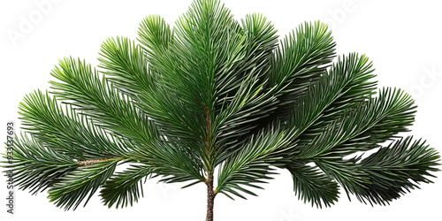 Plant leaf tree pine on a white background 