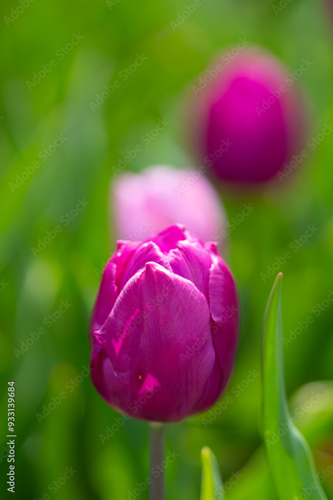 Beautiful Pink Tulips. Purple tulip flowers background. Beautiful flower violet tulips in sunlight landscape at spring or summer. Amazing spring nature. Tulips flowers in garden. Beautiful Pink Tulips. Purple tulip flowers background. Beautiful flower violet tulips in sunlight landscape at spring or summer. Amazing spring nature. Tulips flowers in garden.