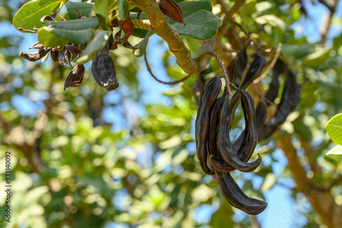 Close-up of carobs on a carob tree 4