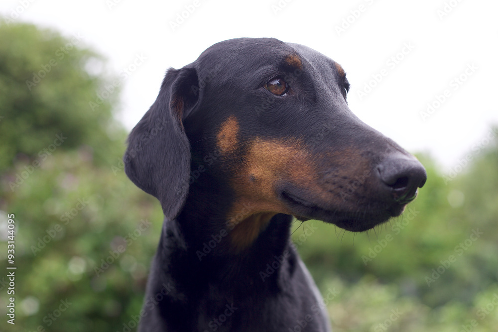 Doberman dogs in a garden meadow Cornwall England uk Doberman dogs in a garden meadow Cornwall England uk