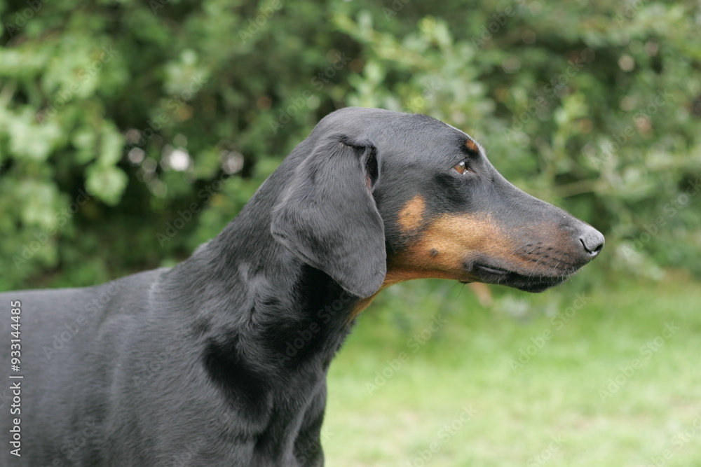 Doberman dogs in a garden meadow Cornwall England uk Doberman dogs in a garden meadow Cornwall England uk