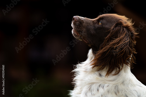 Obraz na płótnie chien springer