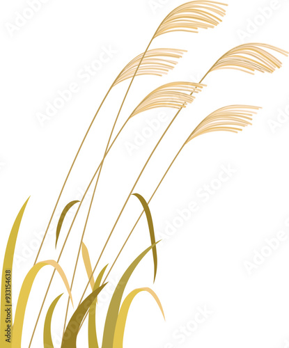 illustration of reed