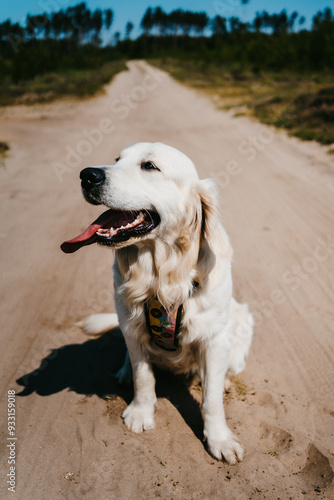 European Golden Retriever sitting on a dirt road.