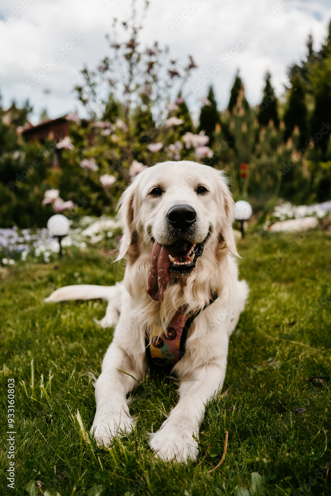 European Golden Retriever lying on green grass. Flowers and garden lights in the background. European Golden Retriever lying on green grass. Flowers and garden lights in the background.