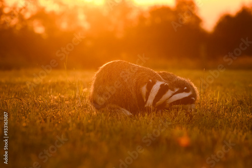 The badgers (jezevci) in the morning photo