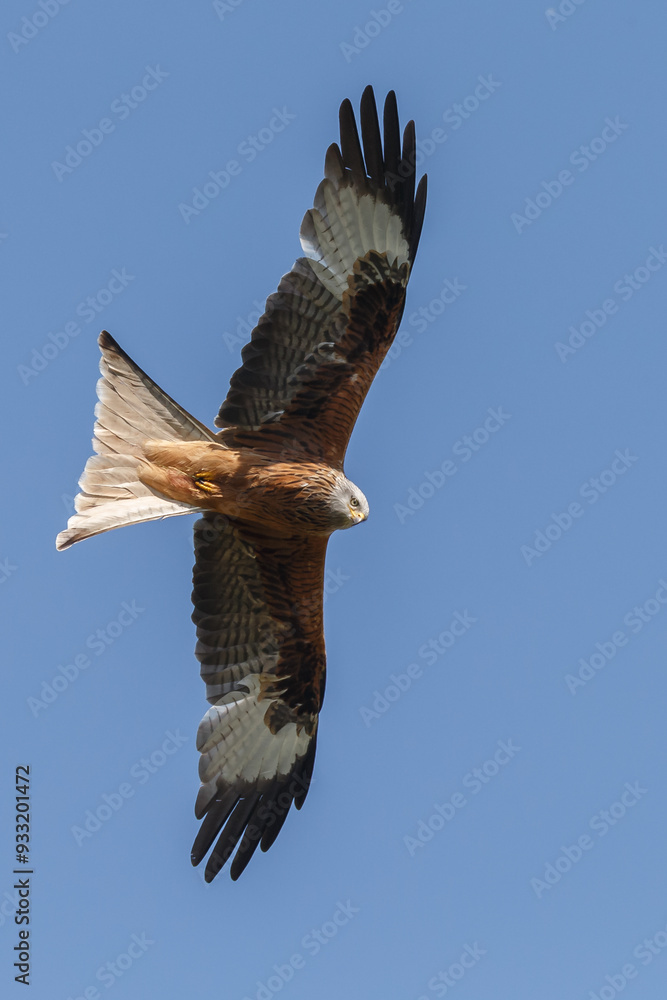 Fototapeta premium Red kite in flight