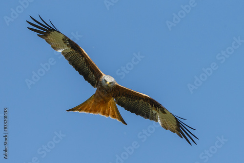 Red kite in flight