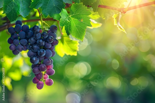 A lush bunch of ripe, sunlit grapes hanging from a vine, showcasing the beauty of a summer vineyard photo