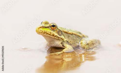 The frog sits on the sand on the shore of the lake. Beautiful wildlife landscape with place for text. The concept of protecting wildlife and ecology. photo