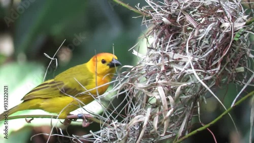 Taveta Weaver Bird building his next, Beautiful colored bird with nature background photo