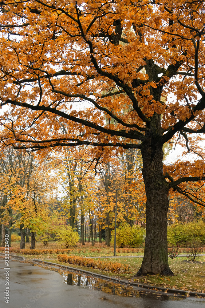 beautiful autumn nature background. landscape with autumnal tree in park, rainy day weather. fall time concept. beautiful autumn nature background. landscape with autumnal tree in park, rainy day weather. fall time concept.