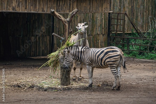 a antelope (Antilopinae) and zebra (Equus quagga) are an antelope and zebra eating together at bandung zoo photo