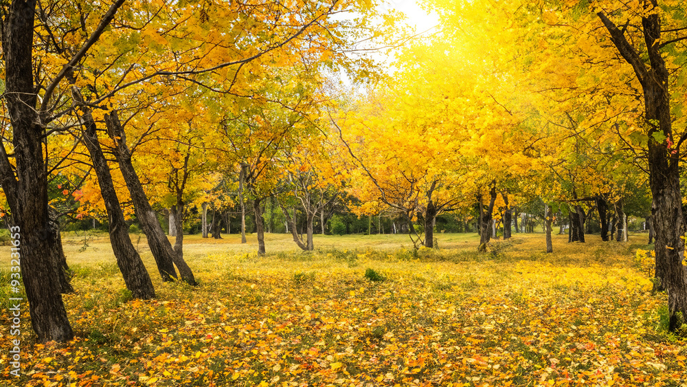 A captivating autumn landscape featuring yellow trees and sunlight. A captivating autumn landscape featuring yellow trees and sunlight.