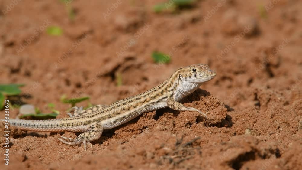 Bosk's fringe-fingered lizard (Acanthodactylus boskianus) standing looking and then runing away Bosk's fringe-fingered lizard (Acanthodactylus boskianus) standing looking and then runing away