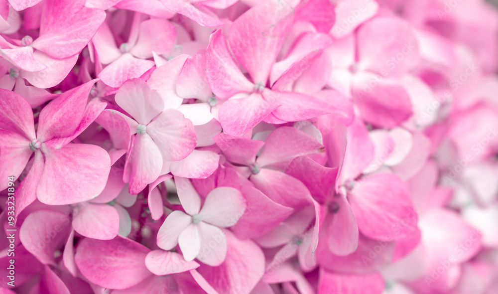 Pink flowers close up. Bouquet of purple flowers. City flower beds, a beautiful and well-groomed garden with flowering bushes. Pink flowers close up. Bouquet of purple flowers. City flower beds, a beautiful and well-groomed garden with flowering bushes.