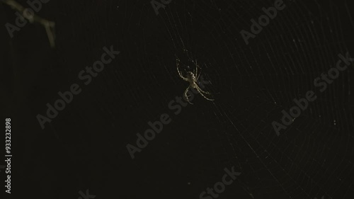 Argiope lobata Spider on its hunting web photo