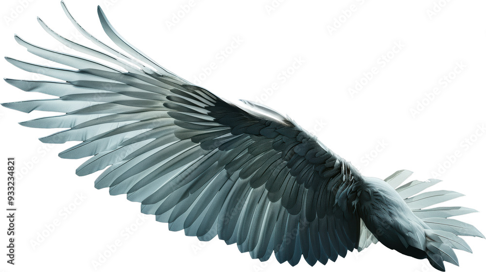 Obraz premium Closeup of a bird's wing