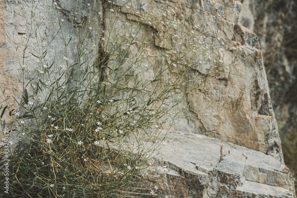 Small white wildflowers thrive on rocky terrain, showcasing nature’s resilience in the Altai Mountains under gentle sunlight Small white wildflowers thrive on rocky terrain, showcasing nature’s resilience in the Altai Mountains under gentle sunlight