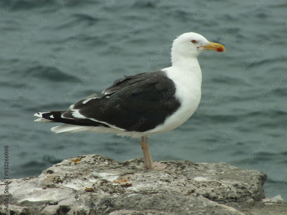 Obraz premium Lesser Black-Backed Gull on a Rock