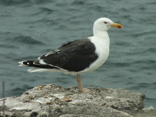 Lesser Black-Backed Gull on a Rock photo