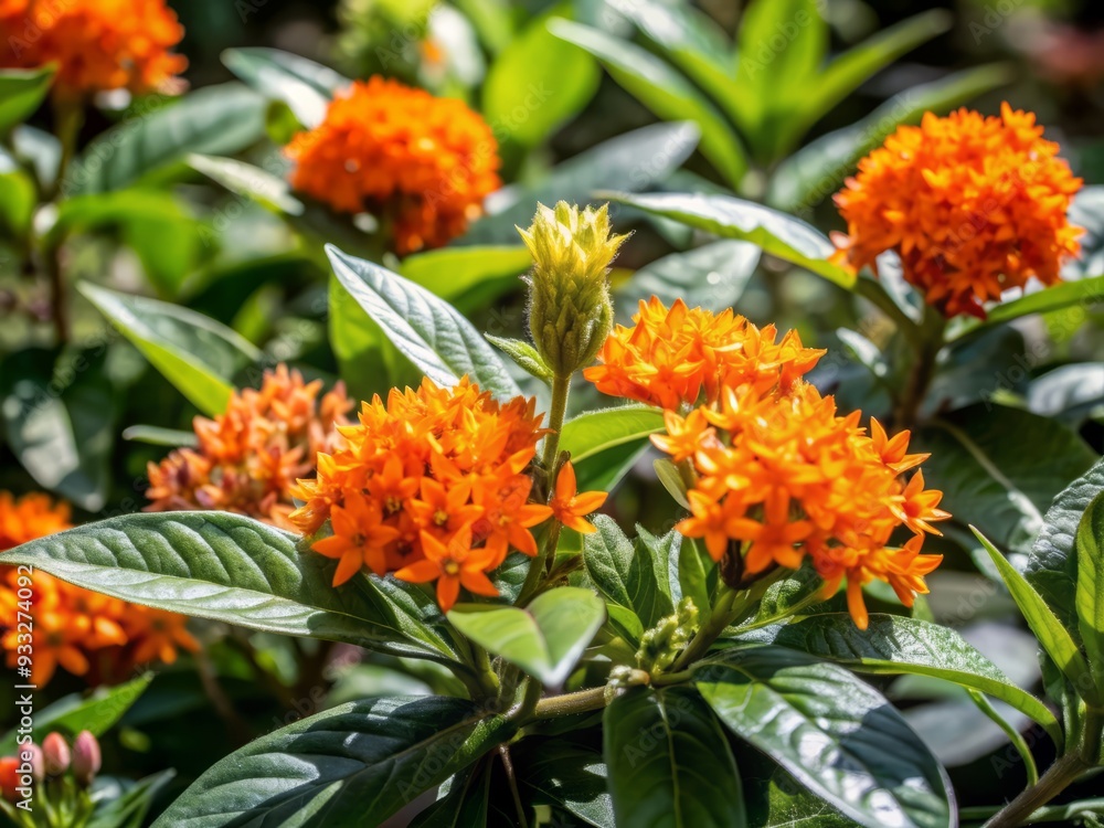 Vibrant orange flowers of the clustered musicle shrub pop against a soft focus backdrop of lush green leaves and foliage in warm sunlight. Vibrant orange flowers of the clustered musicle shrub pop against a soft focus backdrop of lush green leaves and foliage in warm sunlight.