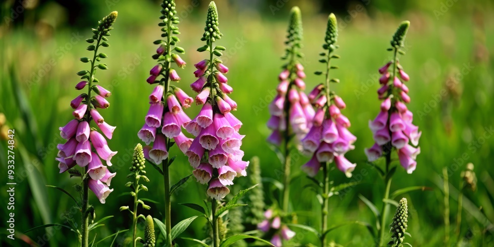Delicate pink foxglove flowers bloom in a lush green meadow, their statuesque spikes swaying gently in the breeze, capturing the serene beauty of nature. Delicate pink foxglove flowers bloom in a lush green meadow, their statuesque spikes swaying gently in the breeze, capturing the serene beauty of nature.