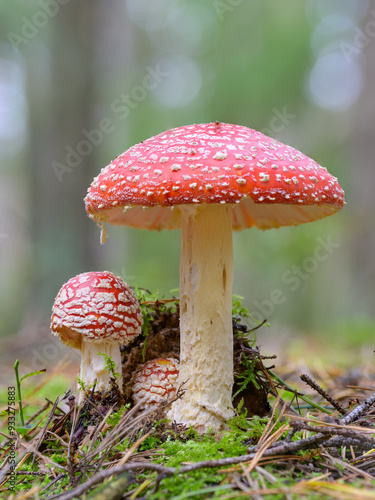 fly agarics (Amanita muscaria) in the forest, bokeh background photo