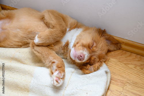 Nova scotia duck toller retriever puppy dog sleeping