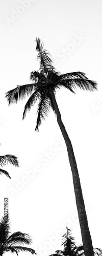 black and white silhouette photography of coconut trees