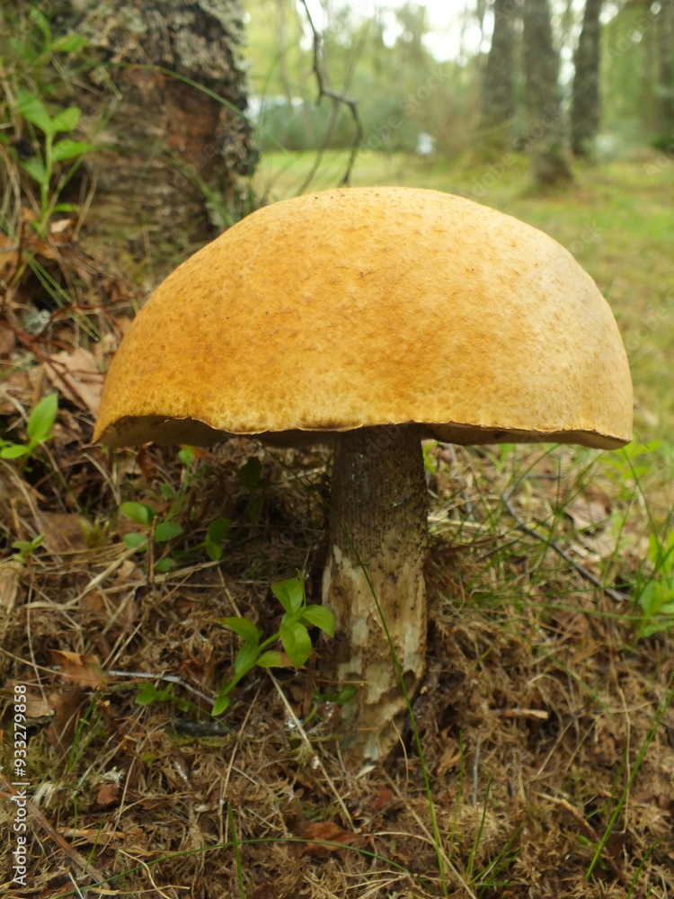Orange Birch Bolete in the Woods Orange Birch Bolete in the Woods