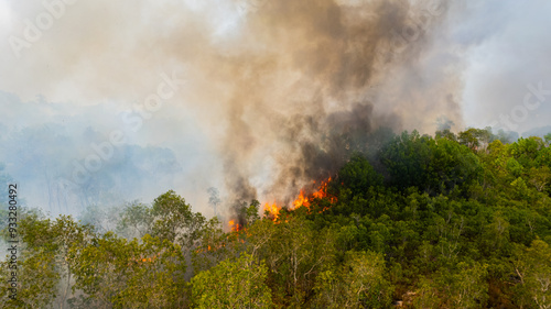 Forest fires are burning the forests in summer.