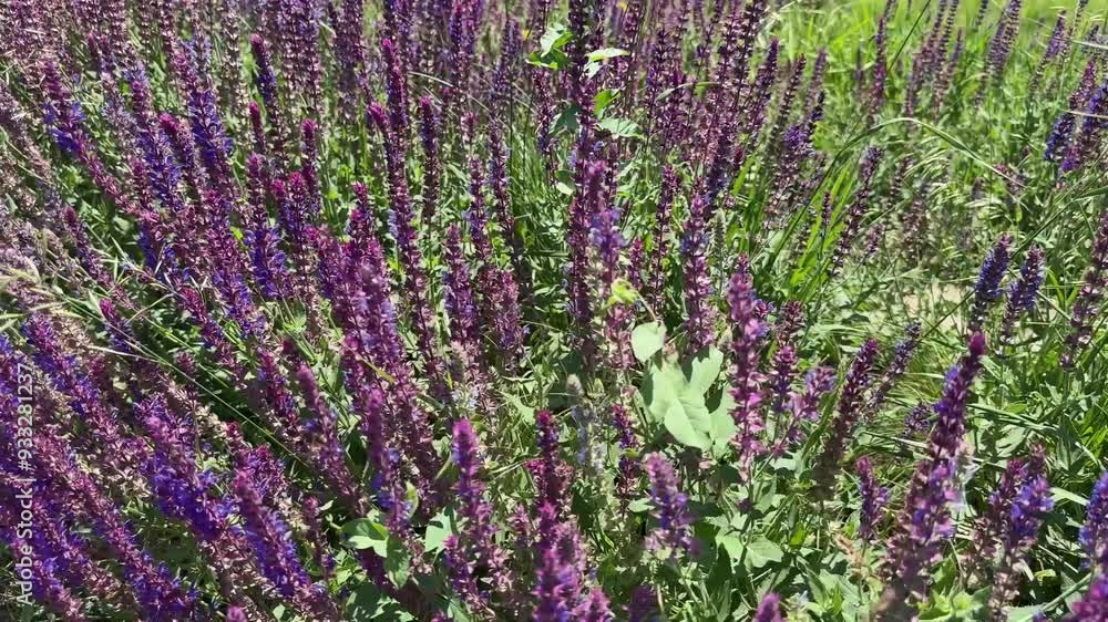 Inflorescences of clary sage at summer sunny day close-up Inflorescences of clary sage at summer sunny day close-up