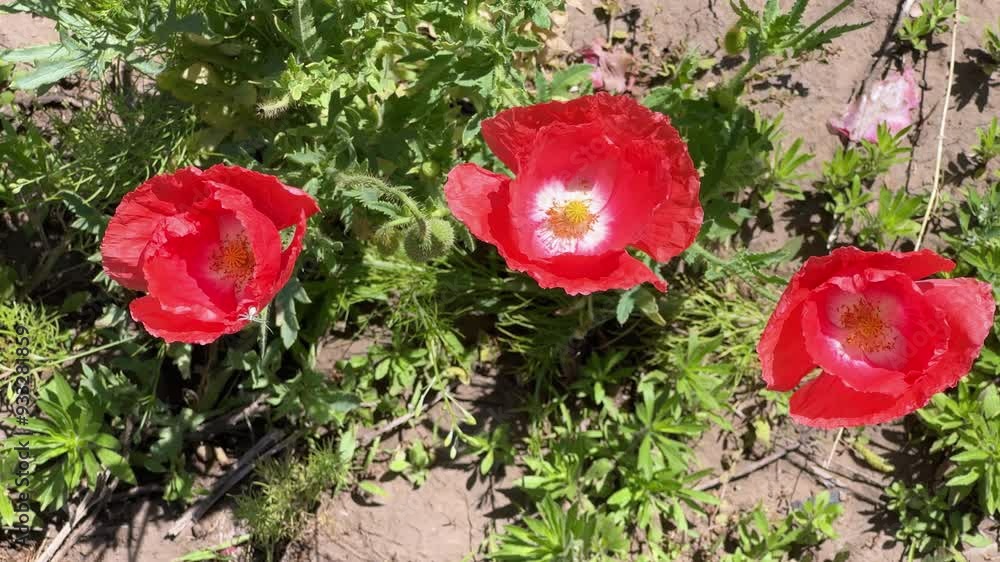 Bush of wild blooming poppy in sunny windy summer day Bush of wild blooming poppy in sunny windy summer day