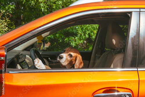 Wallpaper Mural cute beagle dog driving a car Torontodigital.ca