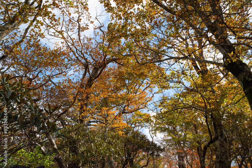 Obraz premium 美しい紅葉の森 大台ケ原