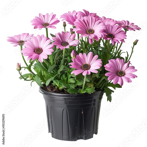 Pink Daisy Blossoms Potted on a Pure White Transparent Background. A Delicate and Fresh Representation of Pink Daisies in a Pot, Showcasing Their Vibrant Colors and Elegant Design.