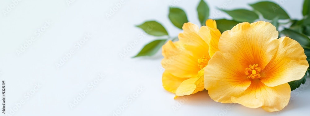  A tight shot of two yellow blooms against a white backdrop A green, leafy branch lies near, in the foreground