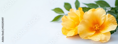 A tight shot of two yellow blooms against a white backdrop A green, leafy branch lies near, in the foreground