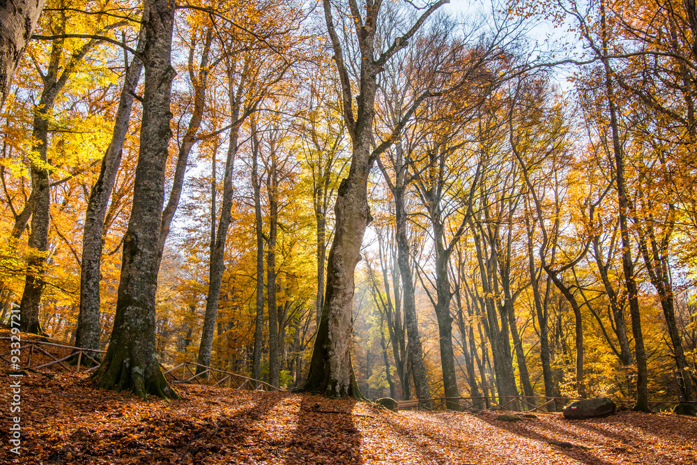 Fototapeta premium Forest floor covered with fallen autumn leaves illuminated by the sun shining through the trees. Foliage.