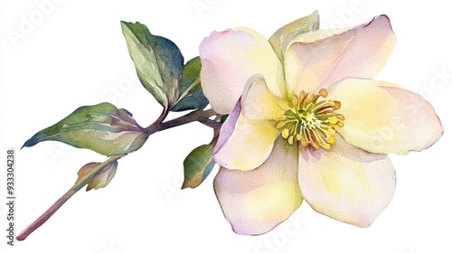 Hellebore flower in a watercolor style Isolated on a white background