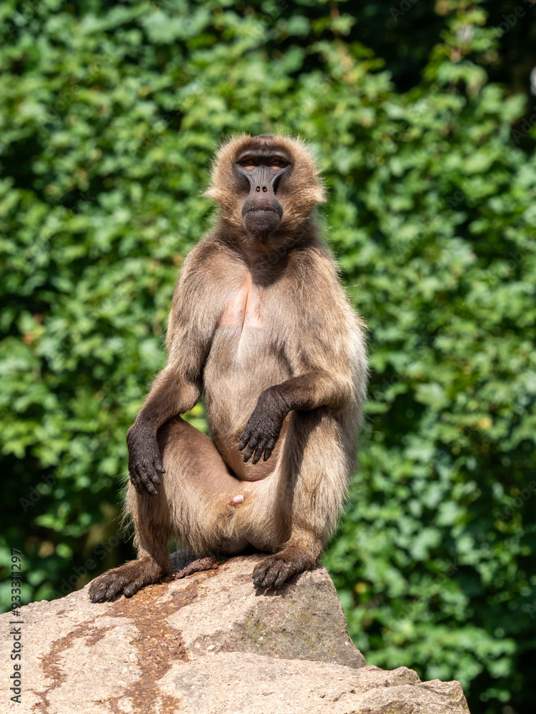 Obraz premium Affe