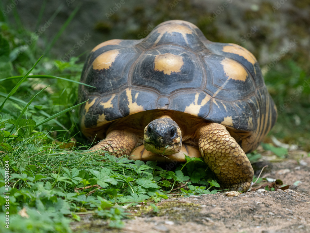 Strahlenschildkröte Strahlenschildkröte
